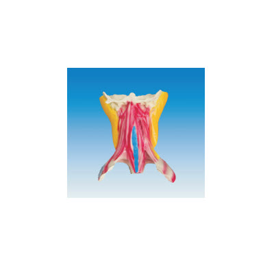 頸深層肌肉解剖模型 yj/jj1289